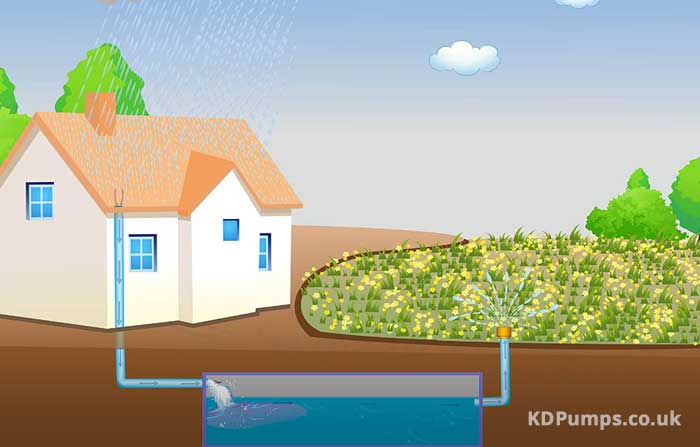 Rainwater Harvesting Illustration