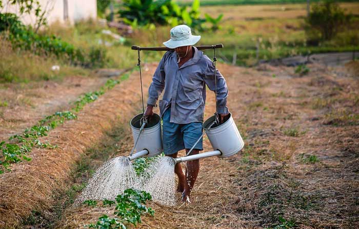 Watering Vegetables