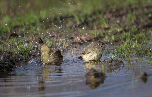 Birds Bathing on Waterlogged Lawn