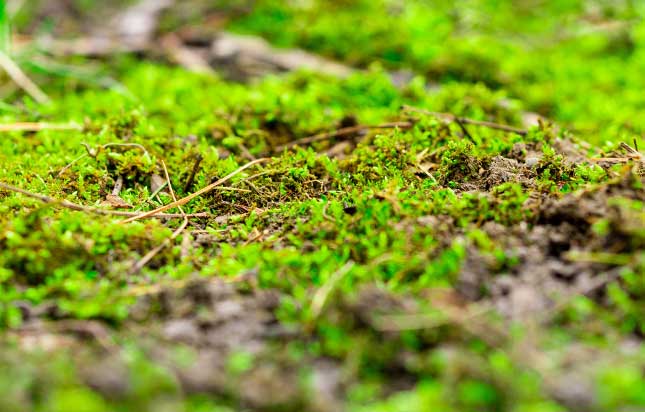 Ground Moss Growth