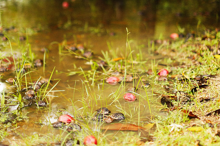 A waterlogged garden