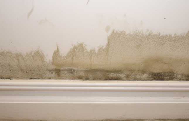 rising damp on interior walls