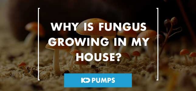 fungus growing in house