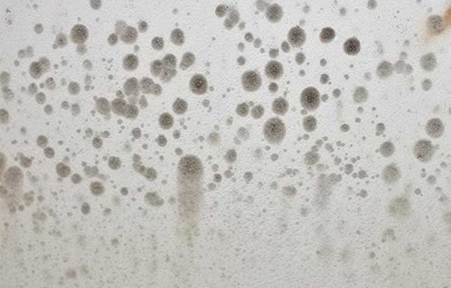 types fungus growing in house mildew