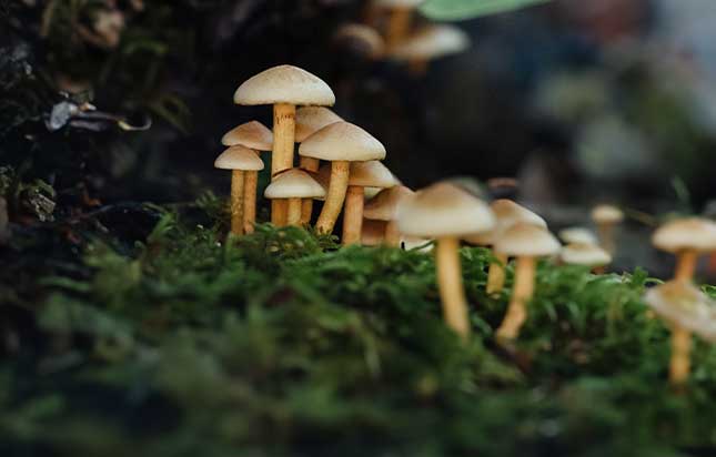 types fungus growing in house mushrooms