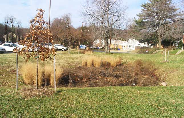 rain garden